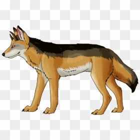 Jackal, Coyote Png, Download Png Image With Transparent - Jackal Png, Png Download - coyote png