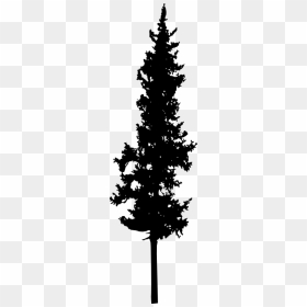 Tall Pine Tree Silhouette, HD Png Download - pine tree silhouette png