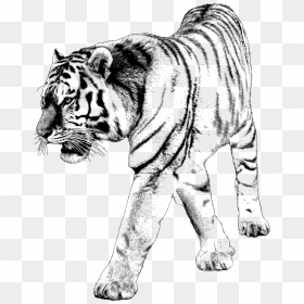 Tiger 2 Image Library Download - Tijger Png, Transparent Png - png backgrounds