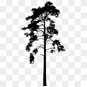 Skinny Tree Silhouette - Printable Bare Tree Template, HD Png Download ...