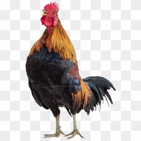 15 Rooster Png For Free Download On Mbtskoudsalg - Transparent Background Chicken Rooster Png, Png Download - rooster png