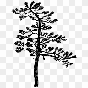 Pine Tree Drawing Silhouette Png, Transparent Png - pine tree silhouette png
