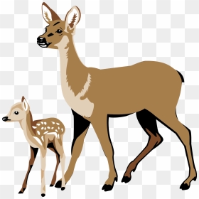 Fawn Pencil And In - Deer And Fawn Clipart, HD Png Download - deer silhouette png