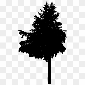 Larch, HD Png Download - pine tree silhouette png