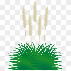 - Grasses - Pampas Clipart, HD Png Download - grasses png