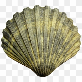 Sea Shell Png Image - Shell Png, Transparent Png - shell png
