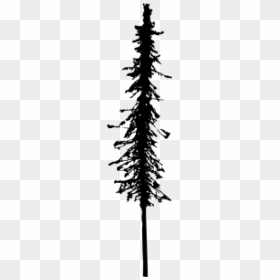 White Pine, HD Png Download - pine tree silhouette png