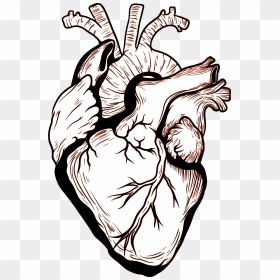 Heart Human Body Drawing - Black And White Heart Drawing, HD Png Download - heart silhouette png