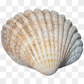 Sea Shell No Background Seaside Image - Shell With No Background, HD Png Download - shell png