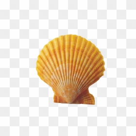 Shell - Shell Clipart Png Transparent, Png Download - shell png