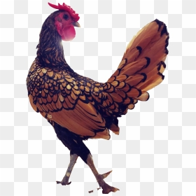 Rooster , Png Download - Rooster Transparent, Png Download - rooster png