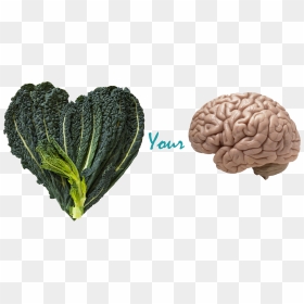 Transparent Kale Png - Actual Picture Of The Brain, Png Download - kale png