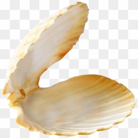 Beach Shell Transparent - Shell On Beach Png, Png Download - shell png