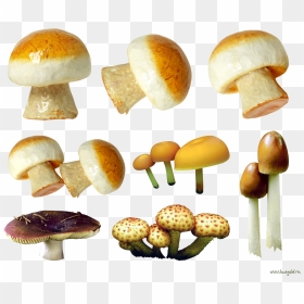 Variety Of Mushrooms Png Image - Mushroom, Transparent Png - mushrooms png