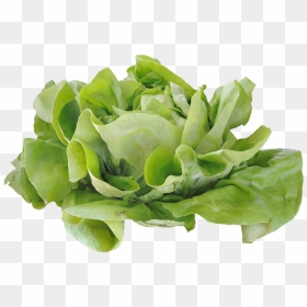 Kale Vector Lettuce - Iceburg Lettuce, HD Png Download - kale png
