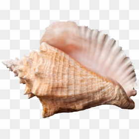 Conch Shell Transparent Background, HD Png Download - shell png