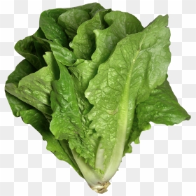 Romaine Lettuce Png Image - Lettuce Png, Transparent Png - lettuce png