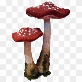 Red Mushrooms Png, Transparent Png - mushrooms png