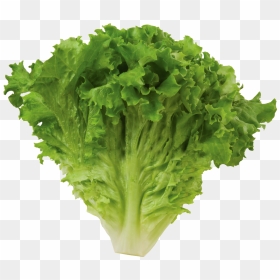 Romaine Lettuce Png High-quality Image - Green Leaf Lettuce Png, Transparent Png - lettuce png