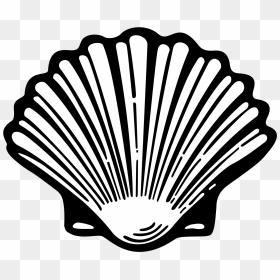 Thumb Image - Shell Png Black And White, Transparent Png - shell png