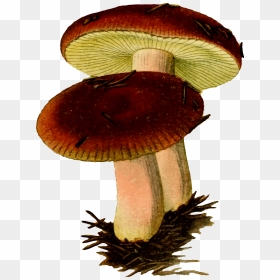Two Mushrooms Vector Clipart Image, HD Png Download - mushrooms png
