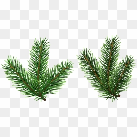 Pine Tree Branches Png Clip Art - Pine Tree Branch Png, Transparent Png - pine png