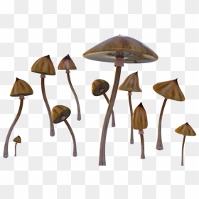 Psilocybin Mushroom, HD Png Download - mushrooms png