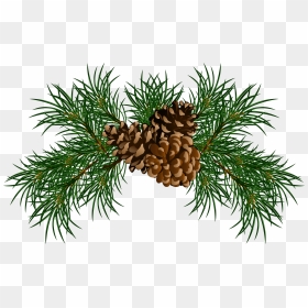 Shortleaf Black Spruce,sugar Pine,loblolly Pine,columbian - Transparent Pine Cone Clip Art, HD Png Download - pine png