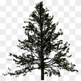 Pine Tree Transparent Png , Png Download - Pinus Tree No Background, Png Download - pine png