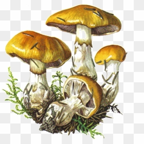 Fungus Drawing Trippy - Mushroom Botanical Illustration, HD Png Download - mushrooms png