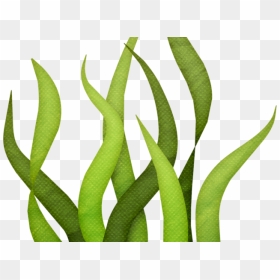 Transparent Weed Clipart - Transparent Background Seaweed Clipart Png, Png Download - nemo png