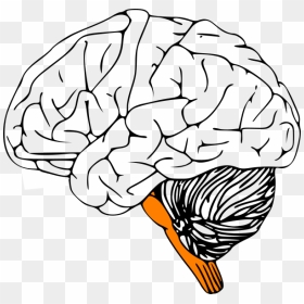 Brain Stem Brain Clipart, HD Png Download - brain clipart png