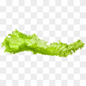 Tree, HD Png Download - lettuce png