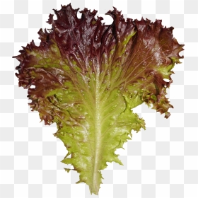 File - Lettuce - Red Leaf Lettuce, HD Png Download - lettuce png