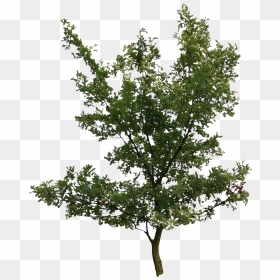 Download 2d Trees - Alder Birch Png, Transparent Png - pine png
