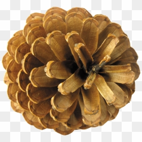 Free Download Of Pine Cone Transparent Png File - Pine Cones Top View, Png Download - pine png