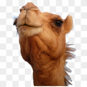 Camel Png - Camel Head Png, Transparent Png - camel png