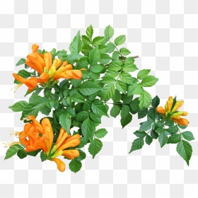 Floral Creepers Png - Flower Creeper Plant Png, Transparent Png - creeper png