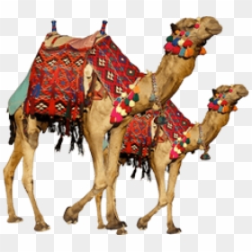 Free Png Camel Png Images Transparent - Transparent Camel Png, Png Download - camel png