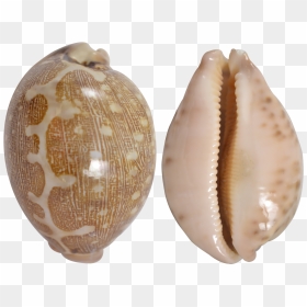 Shell Transparent Cowrie - Cowry Shells Transparent Background, HD Png Download - shell png