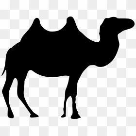 Wild Camel Clip Arts, HD Png Download - camel png