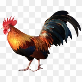 Rooster Png Image Download - Chicken Male, Transparent Png - rooster png