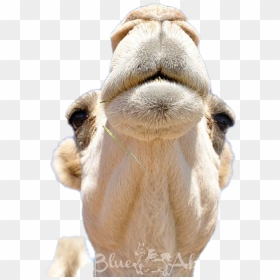 Camel Transparent Png - Arabian Camel, Png Download - camel png