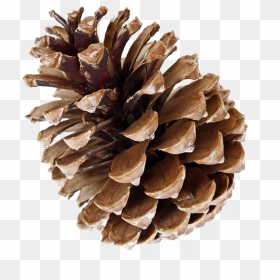 Pinecone Png Free Download - Pinecone Png, Transparent Png - vhv