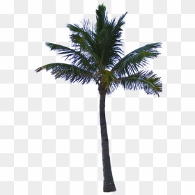 Palm Tree Png Free, Transparent Png - palm tree leaf png