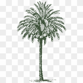 Arabic Palm Tree Vector, HD Png Download - palm tree leaf png
