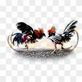Gamecock Chicken Cockfight Gambling - Cock Fighting Png, Transparent Png - rooster png