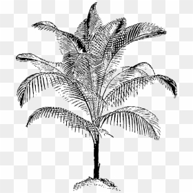Black, Food, Fruit, Outline, Leaf, Palm, Tree, White - Palm Vector, HD Png Download - palm tree leaf png