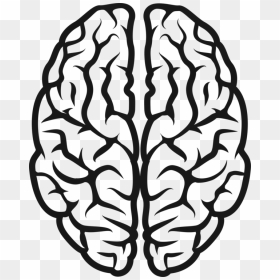 Brain,head,symmetry - Vector Brain Svg, HD Png Download - brain clipart png