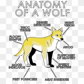 White Wolf Clipart Anatomy - Anatomy Of A Furry, HD Png Download - furry png